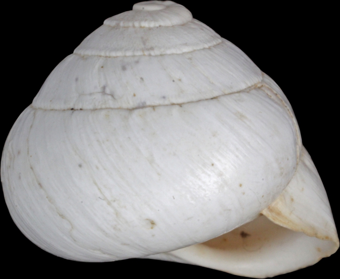 Helix candidissima var. hierochuntina Mousson, 1861 Helix candidissima var. hierochuntina Mousson, 1861