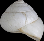 Helix candidissima var. hierochuntina Mousson, 1861