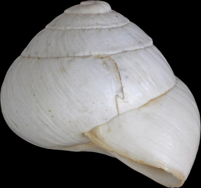 Helix candidissima var. hierochuntina Mousson, 1861 Helix candidissima var. hierochuntina Mousson, 1861