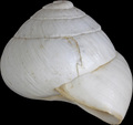 Mollusca (molluscs)