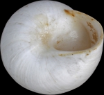 Helix candidissima var. hierochuntina Mousson, 1861