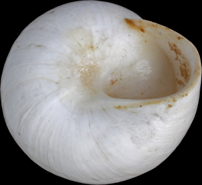 Helix candidissima var. hierochuntina Mousson, 1861