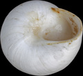 Mollusca (molluscs)