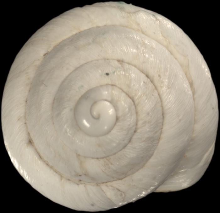 Helix candidissima var. minuta Mousson, 1861