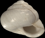 Helix candidissima var. minuta Mousson, 1861