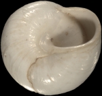 Helix candidissima var. minuta Mousson, 1861