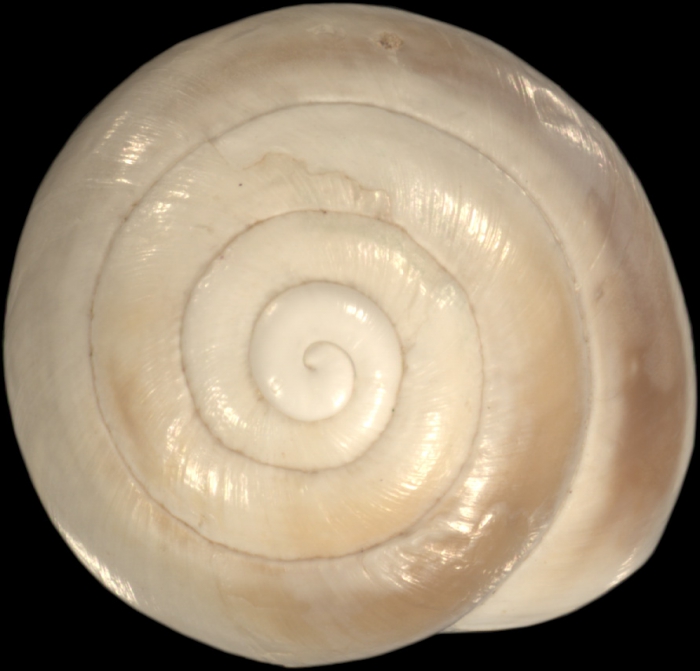 Helix filia Mousson, 1861