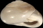 Helix filia Mousson, 1861