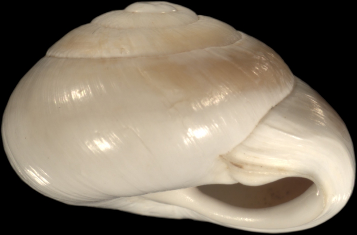 Helix filia Mousson, 1861 Helix filia Mousson, 1861