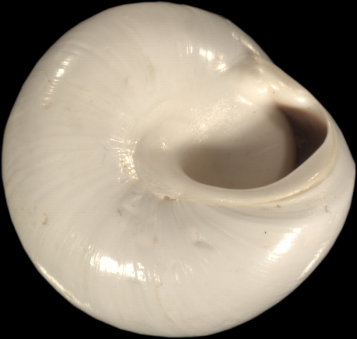 Helix filia Mousson, 1861 Helix filia Mousson, 1861