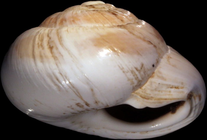 Zonites boissieri var. zonata Bourguignat, 1853