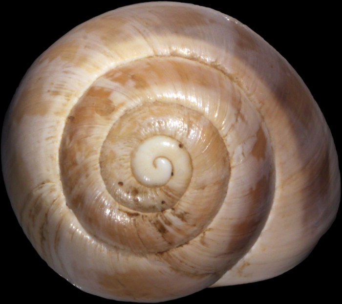 Zonites boissieri var. zonata Bourguignat, 1853