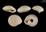 Helix cariosa Olivier, 1804