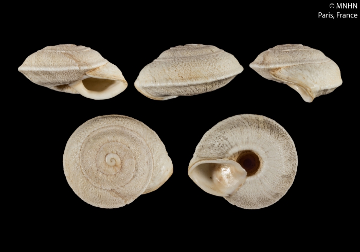 Helix cariosa Olivier, 1804 Helix cariosa Olivier, 1804