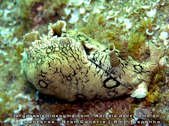 Aplysia dactylomela Aplysia dactylomela