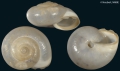 Mollusca (molluscs)