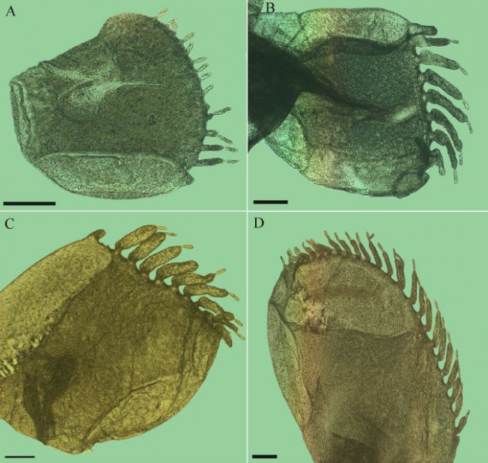 Elytra of Grubeulepis serrata, from 1, 2, 8, & 12th segments