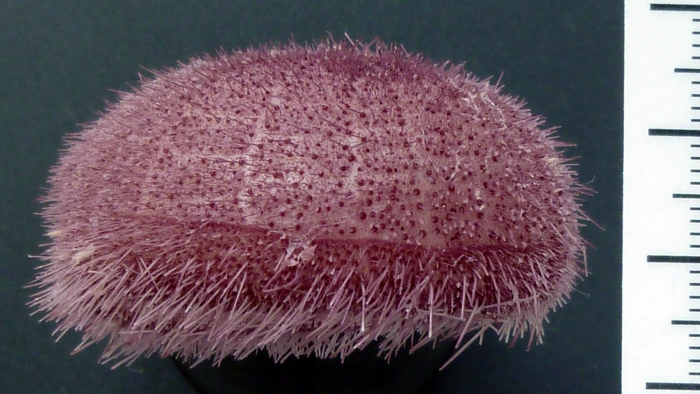 Preserved specimen of Paleopneustes cristatus, right lateral view Preserved specimen of Paleopneustes cristatus, right lateral view