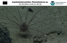 Plesiodiadema sp. Okeanos