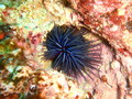 Echinodermata (echinoderms)