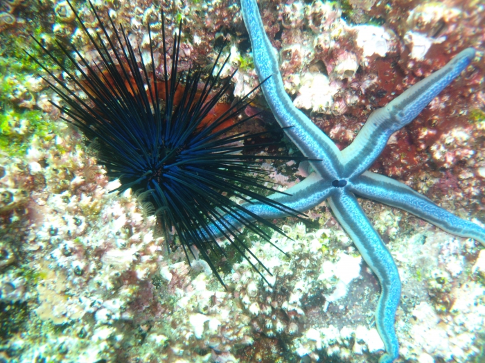 Diadema mexicanum from Galapagos