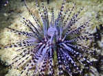 Echinothrix calamaris