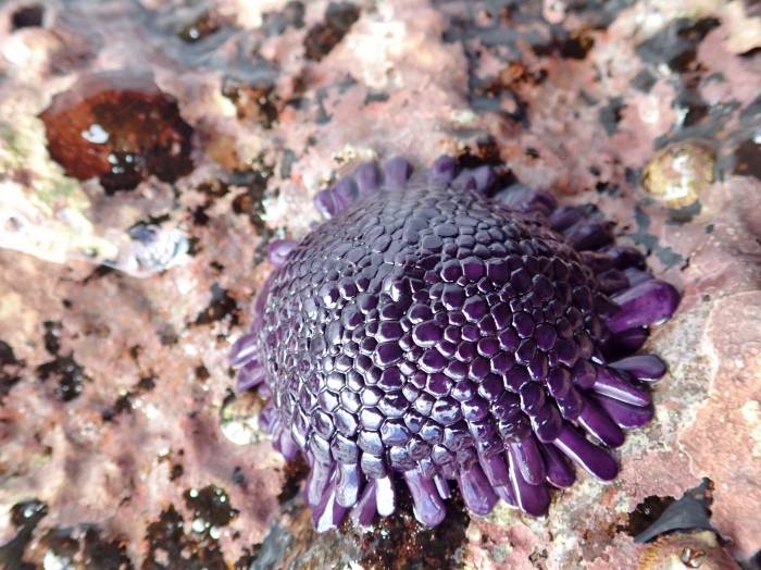 Colobocentrotus atratus Mayotte