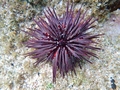 Echinodermata (echinoderms)