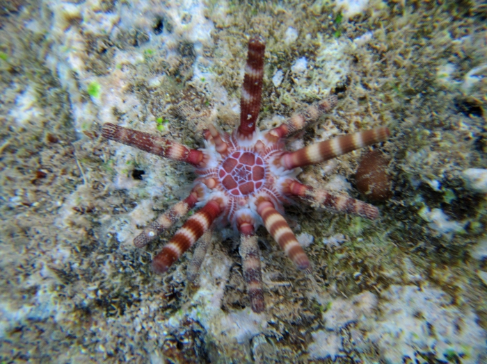 Eucidaris metularia Mayotte Eucidaris metularia Mayotte