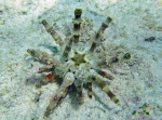 Plococidaris verticillata Mayotte