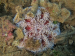 Toxopneustes pileolus Mayotte