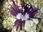 Purple Heterocentrotus mamillatus