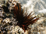 Heterocentrotus trigonarius Réunion
