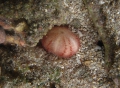 Echinodermata (echinoderms)