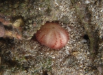 Echinoneus cyclostomus Réunion