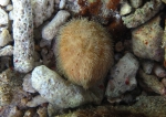 Echinoidea (sea urchins)