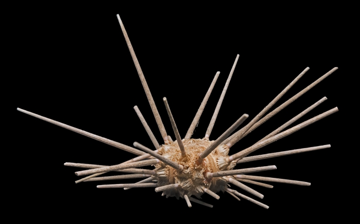 Cidaris cidaris (MHNT) Cidaris cidaris (MHNT)