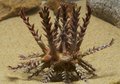 Echinodermata (echinoderms)