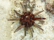 Eucidaris thouarsii Baja California