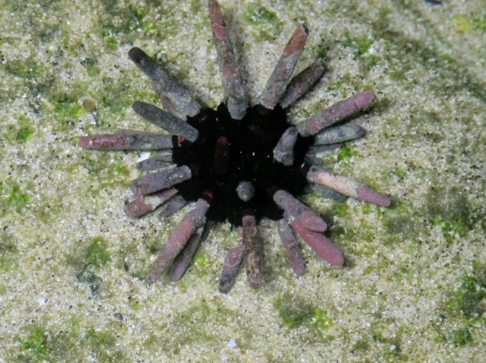 Eucidaris galapagensis