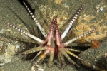 Prionocidaris baculosa from Philippines