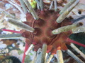 Echinodermata (echinoderms)