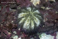 Echinodermata (echinoderms)