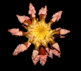 Chondrocidaris brevispina Moorea