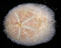 Echinodermata (echinoderms)