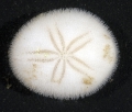 Echinodermata (echinoderms)