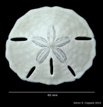 Mellita grantii, aboral view of denuded test