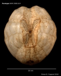 Brissalius vannoordenburgi, paratype, aboral view