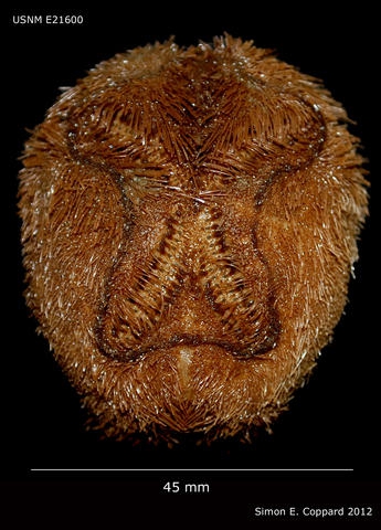Brissopsis columbaris, aboral view