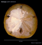 Encope laevis, holotype, aboral view